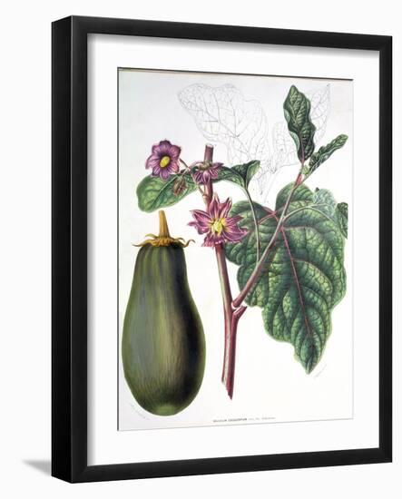 Aubergine, Botanical Plate from "Flore Des Jardins Du Royame Des Pays-Bas" by A. W. Sythoff, 1860-null-Framed Giclee Print