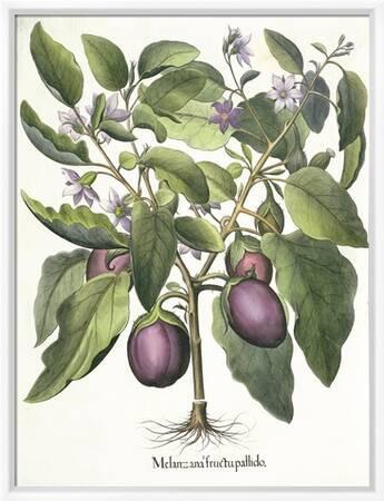 Aubergine: Melanzana fructu pallido, from the 'Hortus Eystettensis