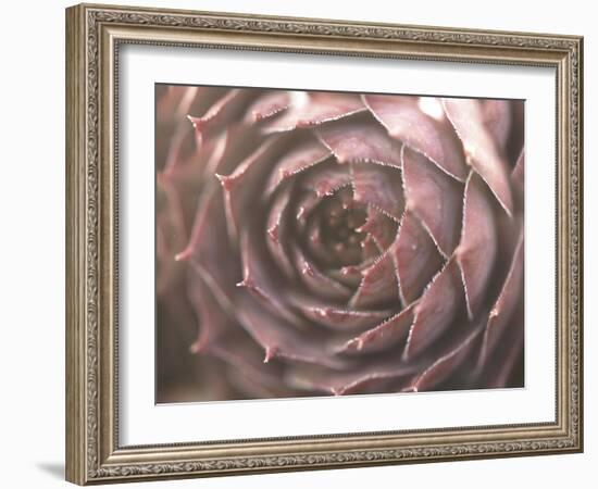 Aubergine-Christy Ann-Framed Giclee Print