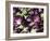 Aubergines on a Market Stall-Amanda Hall-Framed Photographic Print