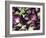 Aubergines on a Market Stall-Amanda Hall-Framed Photographic Print