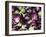 Aubergines on a Market Stall-Amanda Hall-Framed Photographic Print