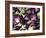 Aubergines on a Market Stall-Amanda Hall-Framed Photographic Print