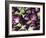 Aubergines on a Market Stall-Amanda Hall-Framed Photographic Print