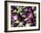 Aubergines on a Market Stall-Amanda Hall-Framed Photographic Print