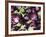 Aubergines on a Market Stall-Amanda Hall-Framed Photographic Print