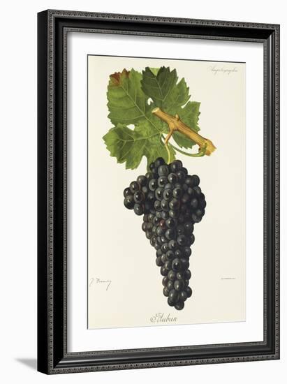 Aubun Grape-J. Troncy-Framed Giclee Print