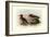 Auckland Island and Brazilian Mergansers-Henrick Gronvold-Framed Art Print