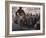 Audience Gathers to Watch a Dancer in a Two-Piece Costume at the Iowa State Fair, 1955-John Dominis-Framed Photographic Print