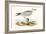 Audouin's Gull,  from 'A History of the Birds of Europe Not Observed in the British Isles'-English-Framed Giclee Print