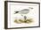 Audouin's Gull,  from 'A History of the Birds of Europe Not Observed in the British Isles'-English-Framed Giclee Print