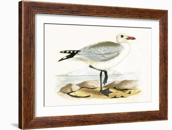 Audouin's Gull,  from 'A History of the Birds of Europe Not Observed in the British Isles'-English-Framed Giclee Print