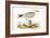 Audouin's Gull,  from 'A History of the Birds of Europe Not Observed in the British Isles'-English-Framed Giclee Print