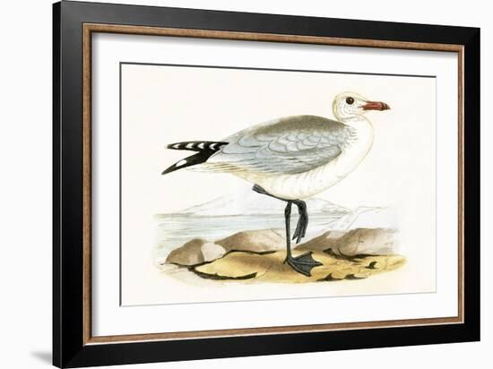 Audouin's Gull,  from 'A History of the Birds of Europe Not Observed in the British Isles'-English-Framed Giclee Print