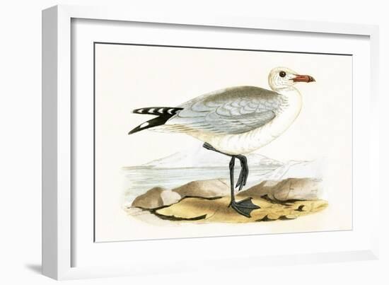 Audouin's Gull,  from 'A History of the Birds of Europe Not Observed in the British Isles'-English-Framed Giclee Print