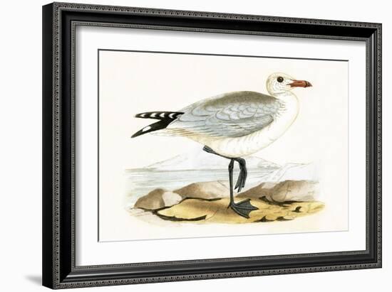 Audouin's Gull,  from 'A History of the Birds of Europe Not Observed in the British Isles'-English-Framed Giclee Print