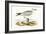 Audouin's Gull,  from 'A History of the Birds of Europe Not Observed in the British Isles'-English-Framed Giclee Print