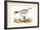 Audouin's Gull,  from 'A History of the Birds of Europe Not Observed in the British Isles'-English-Framed Giclee Print