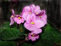 African Violets-Audrey-Giclee Print