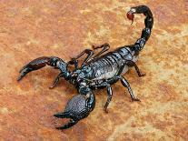 Emperor Scorpion ( Pandinus Imperator) on Rusty Background.-Audrey Snider-Bell-Photographic Print