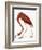 Audubon: American Flamingo-John James Audubon-Framed Giclee Print