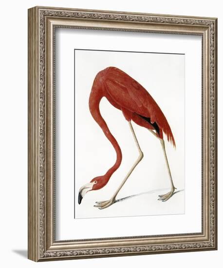 Audubon: American Flamingo-John James Audubon-Framed Giclee Print