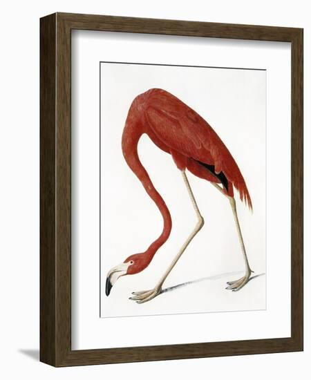 Audubon: American Flamingo-John James Audubon-Framed Giclee Print