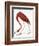 Audubon: American Flamingo-John James Audubon-Framed Giclee Print