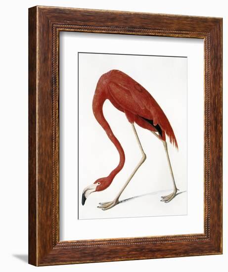 Audubon: American Flamingo-John James Audubon-Framed Giclee Print