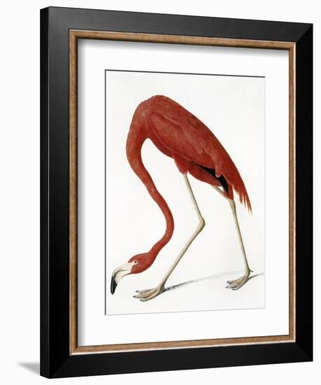 Audubon: American Flamingo-John James Audubon-Framed Giclee Print