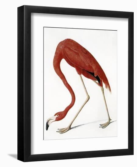 Audubon: American Flamingo-John James Audubon-Framed Giclee Print