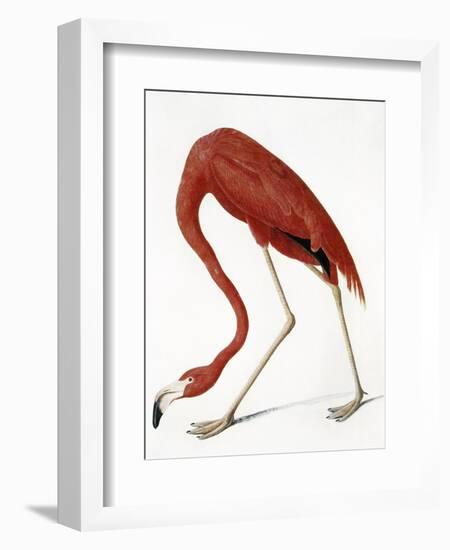 Audubon: American Flamingo-John James Audubon-Framed Giclee Print