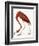 Audubon: American Flamingo-John James Audubon-Framed Giclee Print