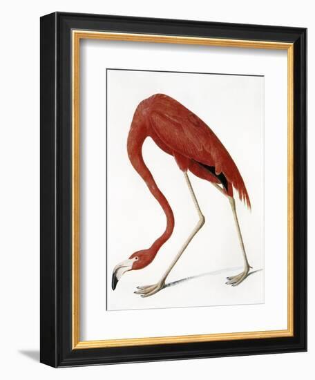 Audubon: American Flamingo-John James Audubon-Framed Giclee Print