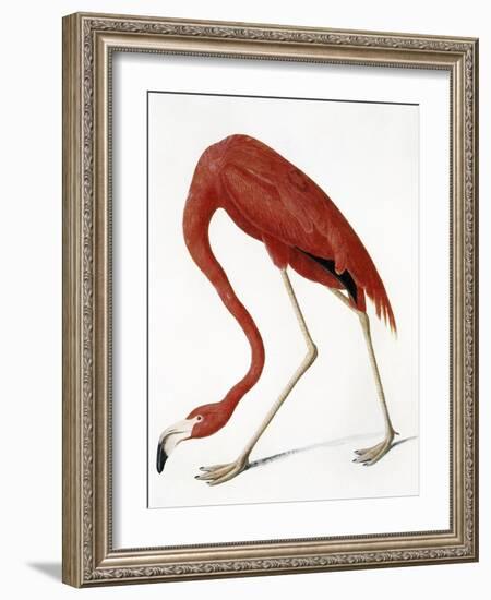 Audubon: American Flamingo-John James Audubon-Framed Giclee Print