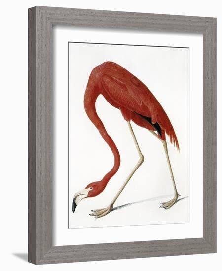 Audubon: American Flamingo-John James Audubon-Framed Giclee Print