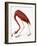 Audubon: American Flamingo-John James Audubon-Framed Giclee Print