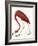 Audubon: American Flamingo-John James Audubon-Framed Giclee Print