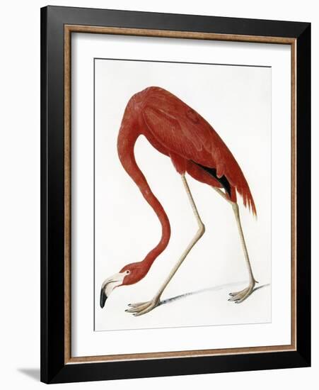 Audubon: American Flamingo-John James Audubon-Framed Giclee Print