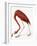 Audubon: American Flamingo-John James Audubon-Framed Giclee Print