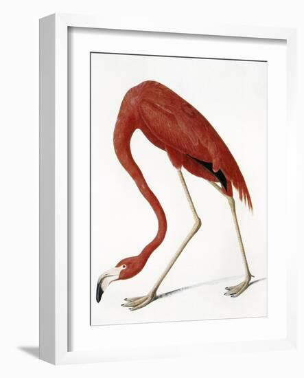 Audubon: American Flamingo-John James Audubon-Framed Giclee Print