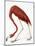 Audubon: American Flamingo-John James Audubon-Mounted Giclee Print