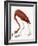 Audubon: American Flamingo-John James Audubon-Framed Giclee Print