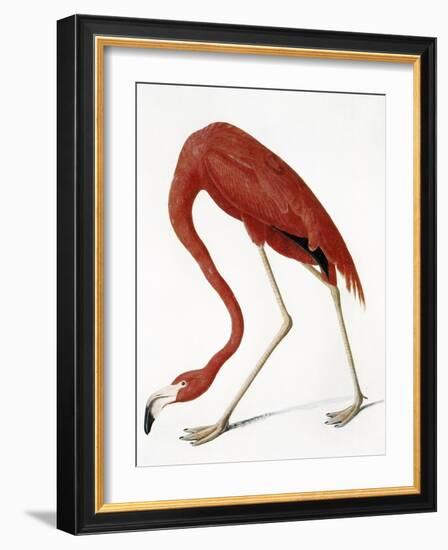 Audubon: American Flamingo-John James Audubon-Framed Giclee Print