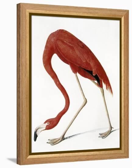 Audubon: American Flamingo-John James Audubon-Framed Premier Image Canvas