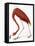 Audubon: American Flamingo-John James Audubon-Framed Premier Image Canvas