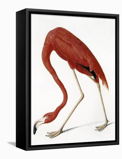 Audubon: American Flamingo-John James Audubon-Framed Premier Image Canvas