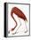 Audubon: American Flamingo-John James Audubon-Framed Premier Image Canvas