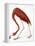 Audubon: American Flamingo-John James Audubon-Framed Premier Image Canvas