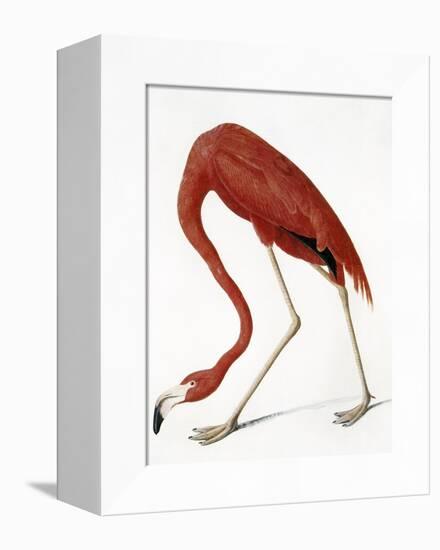 Audubon: American Flamingo-John James Audubon-Framed Premier Image Canvas